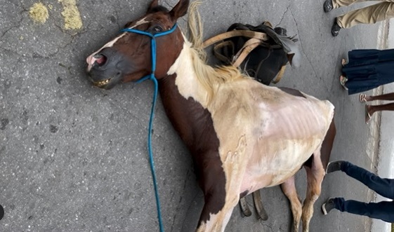 Cavalo com sinais de exaustão cai na Avenida Getúlio Vargas no Centro de Santos Dumont